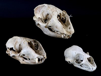 Lot 148 - Skulls/Anatomy: Grey Seals (Halichoerus grypus), male and female, Harbor Seal (Phoca vitulina),...