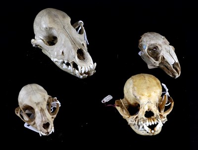 Lot 149 - Skulls/Anatomy: Pekingese Pug, Domestic Dog, Domestic Cat, Domestic Rabbit, four complete...