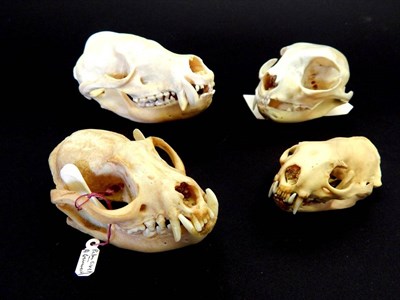 Lot 150 - Skulls/Anatomy: Abyssinian Cat (Felis catus), Palm Civet (Paradoxurus hermaphroditus), Coati...