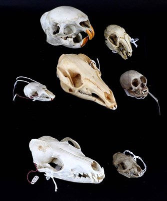 Lot 151 - Skulls/Anatomy: Squirrel Monkey (Saimiri sciureus), Red Fox, Hedgehog, Rabbit, Grey Squirrel,...