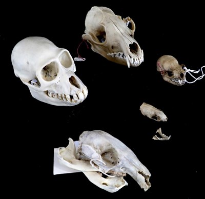 Lot 152 - Skulls/Anatomy: Collared Mangabey Monkey (Cercocebus torquatus), Parma Wallaby (Macropus...