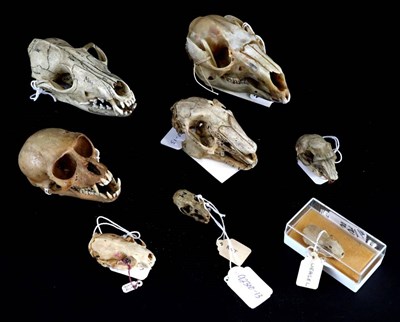 Lot 153 - Skulls/Anatomy: Rhesus Macaque (Macaca mulatta), Weasel, Hare, Grey Squirrel, Rat,  Red Fox,...