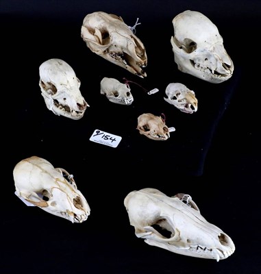 Lot 154 - Skulls/Anatomy: Black Tailed Wallaby (Wallabia bicolor), Piglets, Hedgehog, Ferret, Guinea Pig,...