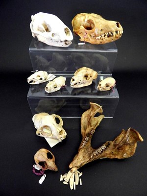 Lot 155 - Skulls/Anatomy: Red Fox, Badger, Two Mink, Guinea Pig, Ring Tailed Possum (Pseudocheirus...