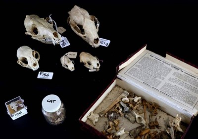 Lot 156 - Skulls/Anatomy: Domestic Cats, Polecat, Stoat, Badger, Red Fox, Gerbil, six complete skulls,...