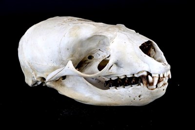 Lot 157 - Skulls/Anatomy: California Sea Lion (Zalophus californianus), complete skull, captive bred