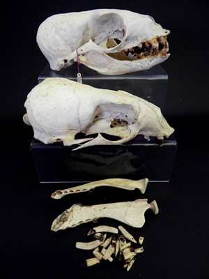 Lot 158 - Skulls/Anatomy: California Sea Lion (Zalophus californianus), two complete skulls, captive bred (2)