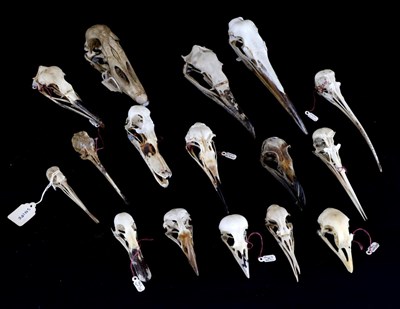 Lot 159 - Skulls/Anatomy: Oyster Catcher, Woodcock, Grey Heron, Cormorant, Shag, Razor Bill, Guillemot,...