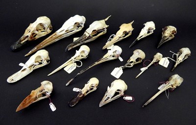 Lot 160 - Skulls/Anatomy: Oyster Catcher, Woodcock, Grey Heron, Cormorant, Shag, Razor Bill, Guillemot,...