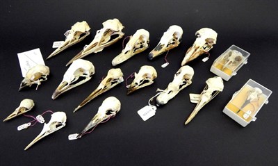 Lot 162 - Skulls/Anatomy: Scoter, Kingfisher, Pink Footed Goose, Muscovy Duck, Pheasant, Green...