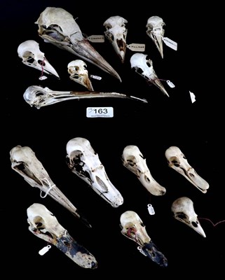 Lot 163 - Skulls/Anatomy: Shell Duck, Mallard Duck, Canada Goose, Grey Heron, Fulmar, Puffin, Kittiwake,...