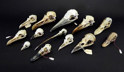 Lot 164 - Skulls/Anatomy: Muscovy Duck, Widgeon, Gannet, Curlew, Razorbill, Lesser Black Backed Gull,...