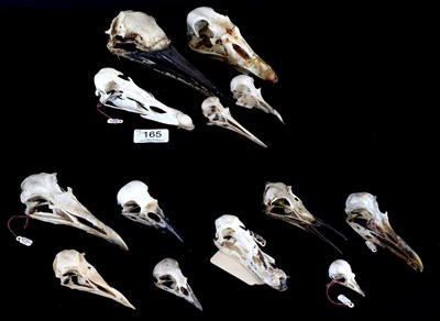 Lot 165 - Skulls/Anatomy: Greater Spotted Woodpecker, Jay, Scops Duck, Razorbill, Kittiwake, Oyster...