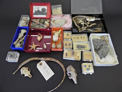 Lot 168 - Skulls/Anatomy: A Collection of Various Insects and Invertebrates, to include- Rabbit, Mole,...