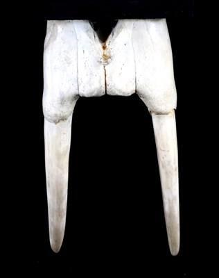 Lot 169 - Skulls/Anatomy: Walrus Tusks (Odobenus rosmarus) circa 1970, upper tusk set including cut upper jaw