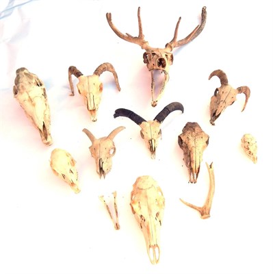 Lot 170 - Skulls/Anatomy: Domestic Sheep, Sika Skull, Red Deer, Muntjac, Pony, ten assorted skulls in various