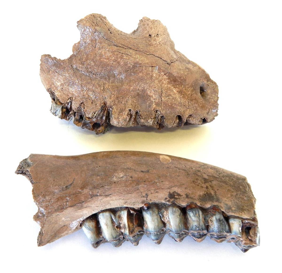 Lot 171 - Skulls/Anatomy: Fossilized British Giant Deer Lower and Upper Jaw, (Megaloceros giganteus)),...