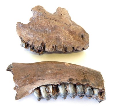 Lot 171 - Skulls/Anatomy: Fossilized British Giant Deer Lower and Upper Jaw, (Megaloceros giganteus)),...