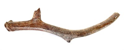 Lot 172 - Skulls/Anatomy: Fossilized British Ice Age Reindeer Antler (Rangifer tarandus), single antler, 50cm