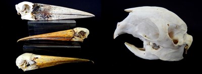 Lot 173 - Skulls/Anatomy: Marabou Stork (Leptoptilos crumenifer), 38cm, Two Yellow-Billed Stork Skulls...