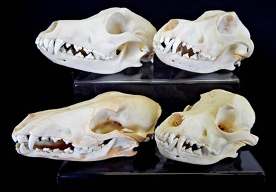 Lot 174 - Skulls/Anatomy: A Collection of Animal Skulls, Three domestic Dog Skulls, together with a...