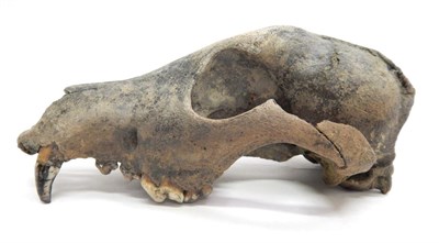 Lot 175 - Skulls/Anatomy: Fossilized British Wolf Skull (Canis lupus lupus), est - 20-30,000 years old,...