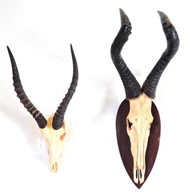 Lot 177 - Antlers/Horns: Red Hartebeest (Alcelaphus caama), circa late 20th century, Rowland Ward Record...