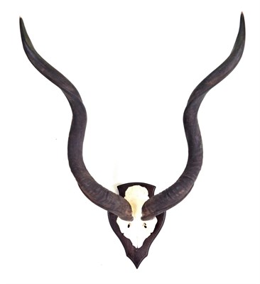 Lot 178 - Antlers/Horns: Cape Greater Kudu (Strepsiceros strepsiceros) circa late 20th century, horns on...