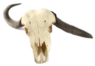 Lot 179 - Antlers/Horns: Abnormal Cape Buffalo (Syncerus caffer), circa late 20th century, horns on...