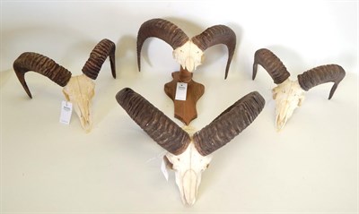 Lot 180 - Antlers/Horns: European Mouflon (Ovis orientalis musimon), circa late 20th century, adult three...