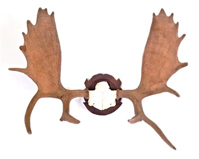 Lot 181 - Antlers/Horns: North American Moose (Alces alces), circa late 20th century, large antlers on...