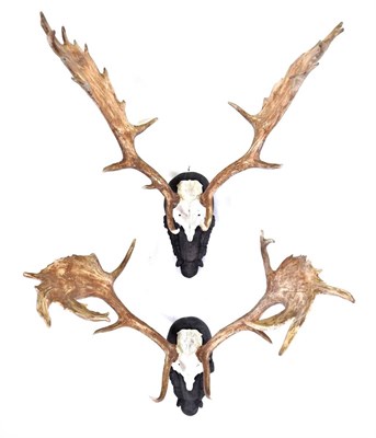 Lot 182 - Antlers/Horns: Fallow Deer (Dama dama), circa late 20th century, two pairs of adult antlers,...