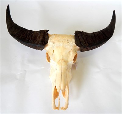 Lot 183 - Antlers/Horns: Domestic Asian Water Buffalo (Bubalis bubalis), horns on bleached upper skull,...