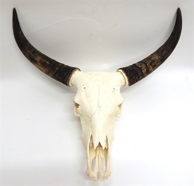 Lot 184 - Antlers/Horns: Australian Scrub Bull (Bos javanicus), modern, large pair of horns on bleached upper