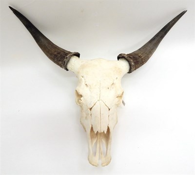 Lot 185 - Antlers/Horns: Banteng Bull (Bos javanicus), modern, horns on bleached upper skull, widest span...