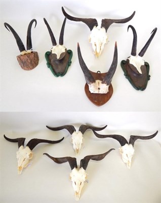 Lot 187 - Antlers/Horns: Balearic Goat (Capra hircus dorcus), modern, five various aged sets of Balearic Goat