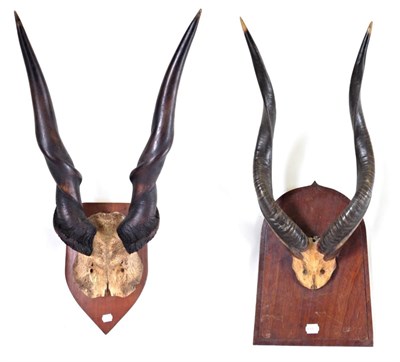 Lot 189 - Antlers/Horns: Cape Eland (Taurotragus oryx oryx) circa 1900, large horns on cut upper skull...