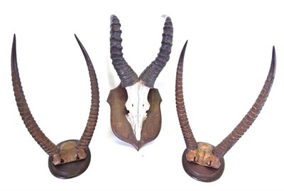 Lot 190 - Antlers/Horns: Ellipsen Waterbuck (Kobus ellipsiprymnus), circa late 19th century, two pairs of...