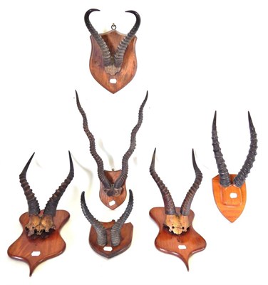 Lot 191 - Antlers/Horns: African and Indian Hunting Trophies, circa late 19th/early 20th century, horned...