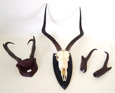 Lot 193 - Antlers/Horns: Southern Impala (Aepyceros melampus), circa 2008, South Africa, horns on upper...