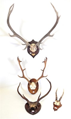 Lot 194 - Antlers/Horns: Rowland Ward Red Deer Antlers (Cervus elaphus), Glenborro Dale 15st 6lb, 1925,...