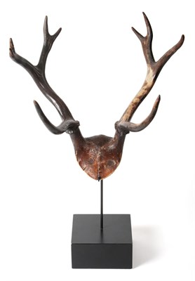 Lot 195 - Antlers/Horns: Extinct Shomburgk's Deer Antlers (Cervus schomburgki), antlers on upper skull cap, 9