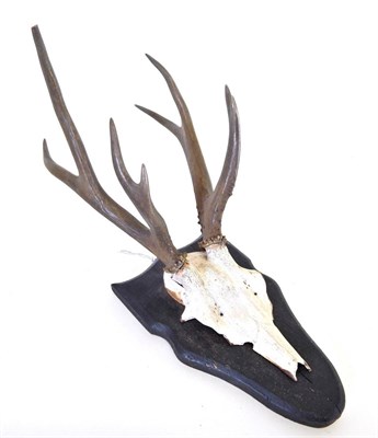 Lot 196 - Antlers/Horns: Pampas Deer (Ozotoceros bezoarticus), South America, circa 1910, antlers on hardwood