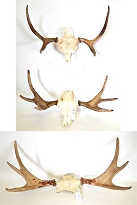 Lot 197 - Antlers/Horns: European Moose (Alces alces), three sets of antlers on cut upper skull caps, various