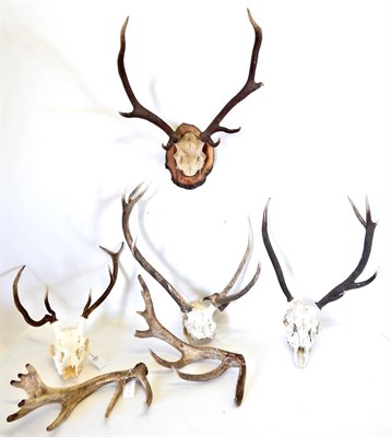 Lot 198 - Antlers/Horns: Red Deer (Cervus elaphus), four sets of various sized Red deer antlers, two sets...