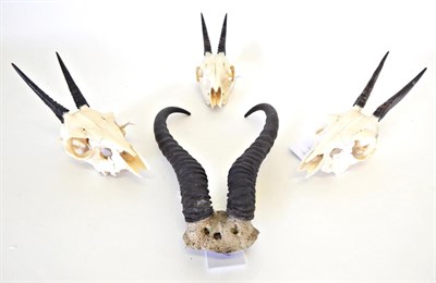 Lot 199 - Antlers/Horns: Grey Bush Duiker (Sylvicapra grimmia), three sets of horns on upper skulls, together