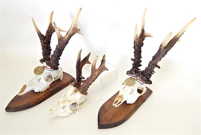 Lot 200 - Antlers/Horns: World Record Reproduction Roebuck Antlers (Capreolus capreolus), two sets of...