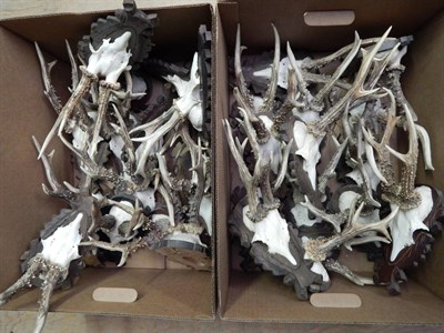 Lot 201 - Antlers/Horns: Roe Buck (Capreolus capreolus), circa 1970-1980, a quantity of adult antlers on...