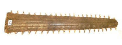 Lot 203 - Taxidermy: Large Sawfish Rostrum (Pristidae spp), circa mid 20th century, 43 teeth, 79.5cm...