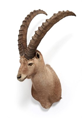 Lot 204 - Taxidermy: Alpine Ibex (Capra ibex), circa late 20th century, shoulder mount with head turning...